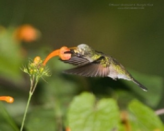 colibri de oaxaca